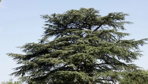 Cedr libański w zależności od odmiany może osiągnąć nawet kilkanaście metrów wysokości.