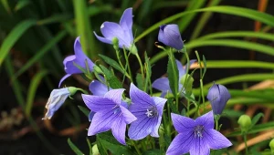 Rozwar wielkokwiatowy to bylina o dużych walorach dekoracyjnych.