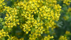 Ruta zwyczajna uprawiana jest jako roślina ozdobna i lecznicza.