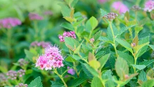 Tawuła japońska przyciąga uwagę puszystymi kwiatostanami.