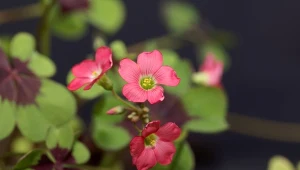 Szczawik czterolistny pięknie zdobi ogród, balkon i taras.