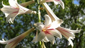 Lilia himalajska ma wyjątkowo duże i okazałe kwiaty.