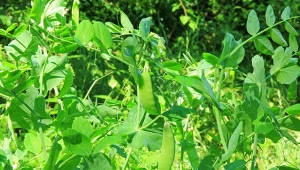 Groch zwyczajny (Pisum sativum) cenimy za smaczne strączki.