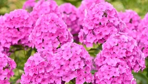 Floks Douglasa to gatunek byliny należącej do rodziny wielosiłowatych.