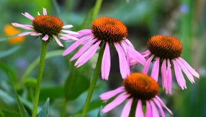Jeżówka purpurowa to dekoracyjna roślina, która ma niezwykłe właściwości lecznicze i kosmetyczne.