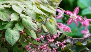 Epimedium to piękna bylina o oryginalnych kwiatach.