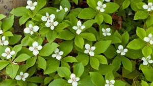 Dereń kanadyjski stanowi wspaniałą ozdobę cienistych zakątków.