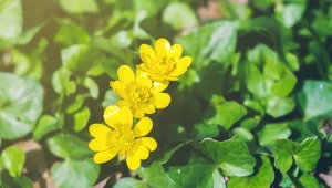 Knieć błotną rozpoznamy po żółtych kwiatach i sercowatych liściach.