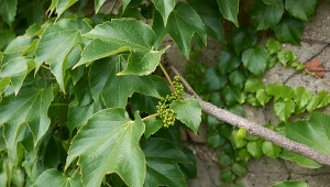 Fot. 123RF/PICSEL /Winobluszcz trójklapowy (Parthenocissus tricuspidata)