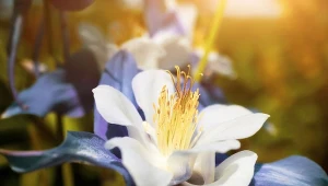 Orlik błękitny (Aquilegia caerulea).