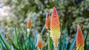 Trytoma groniasta to wyjątkowa bylina, która zachwyca okazałymi kwiatostanami.