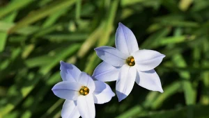 Ifejon jest ceniony za dekoracyjne kwiaty.