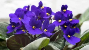 Fiołek afrykański to bardzo popularna roślina doniczkowa.
