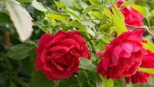 Róża - Duke of Edinburgh-