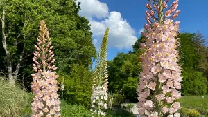 Pustynnik olbrzymi (Eremurus robustus).