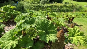 Gunnera olbrzymia osiąga gigantyczne rozmiary.