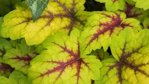 Żuraweczka to zimozielona bylina o barwnych liściach.