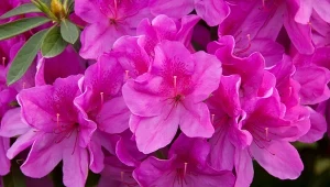 Azalia indyjska w trakcie kwitnienia wygląda spektakularnie.