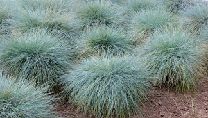 Kostrzewa owcza ma niewielkie wymagania.