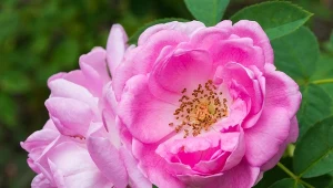 Róża „Jam-A-Licious” ma mało cierpni.