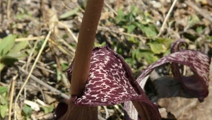 Pałczycha to roślina należąca do rodziny obrazkowatych.