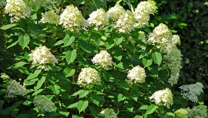 Hortensja bukietowa przykuwa uwagę wielkością.