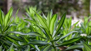 Dracena deremeńska pochodzi z Afryki.