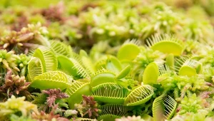 Muchołówka preferuje słoneczne stanowisko.