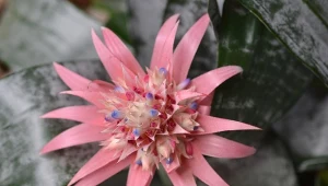 Echmea to roślina o efektownych kwiatach.