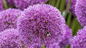 Czosnek ozdobny naturalnie rośnie w lasach i na łąkach.