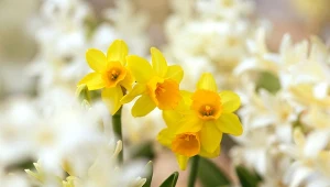 Narcyz to roślina o pięknych kwiatach.