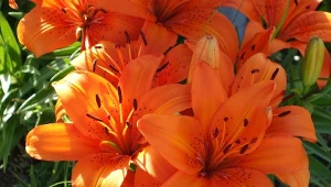 Liliowiec ogrodowy to piękna roślina ozdobna.