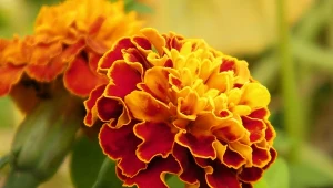 Aksamitka przykuwa uwagę intensywną barwą.