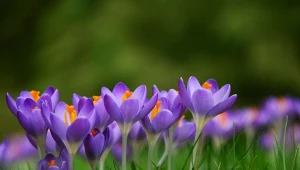 Krokus wiosenny przywołuje wiosnę.