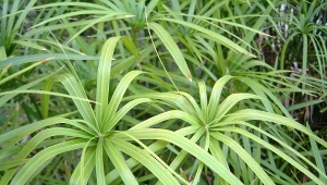 Cibora (Cyperus) występuje pod popularną nazwą papirus.