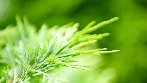 Cyprys wielkoszyszkowy chętnie uprawiany jest w domu.