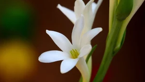 Tuberoza bulwiasta nazywana jest także wonną.