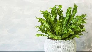 Zanokcica gniazdowa ma charakterystyczne liście.