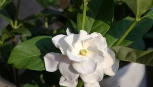 Gardenia jaśminowata w rozkwicie.