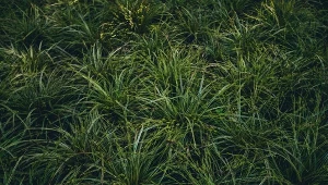 Turzyca wiosenna jest łatwa w uprawie.