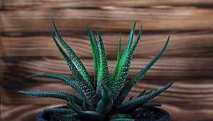 Haworsja pochodzi z południowej Afryki.