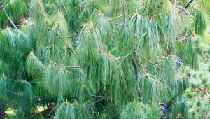 Fot. sosna himalajska (Pinus wallichiana)  / 123RF/PICSEL