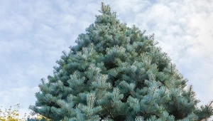 Jodła jednobarwna (abies concolor).