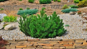 Fot. sosna bośniacka (pinus leucodermis) / 123RF/PICSEL