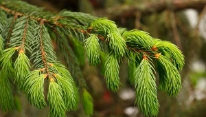 Picea orientalis, czyli świerk kaukaski.