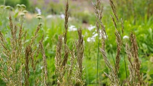 Owies wieczniezielony