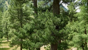 Fot. sosna limba (pinus cembra)  / 123RF/PICSEL