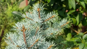 Fot. 123RF/PICSEL/Picea alba