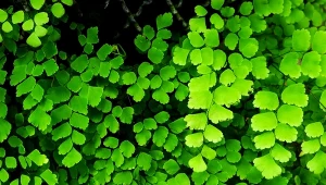 Niekropień właściwy