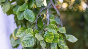 Buk pospolity, czyli Fagus sylvatica.